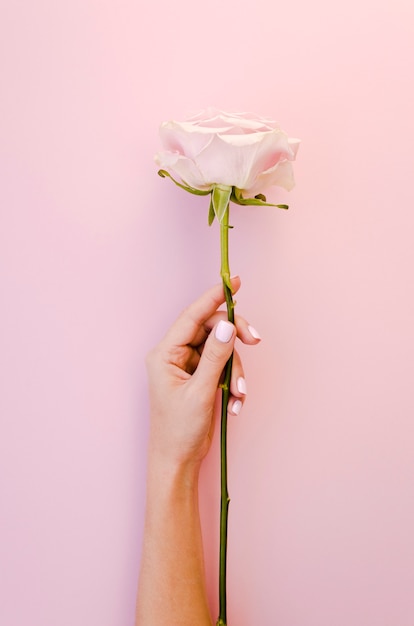 Hand holding beautiful rose studio shot