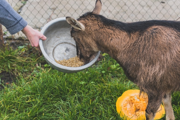 Hand holding bowl for goat