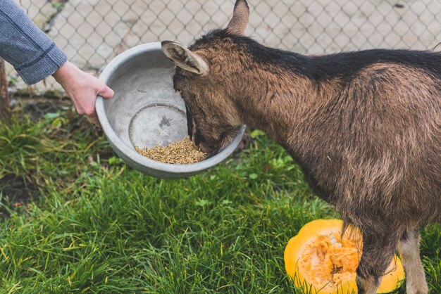 Hand holding bowl for goat