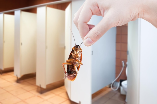 Free photo hand holding brown cockroach on public toilet background eliminate cockroach in toilet cockroaches as carriers of disease