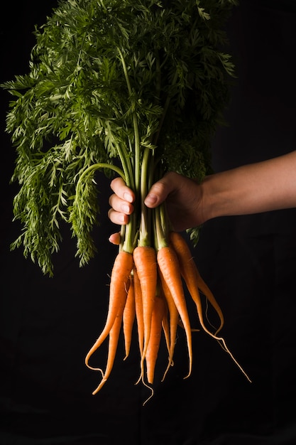 Hand holding of bunch of carrots
