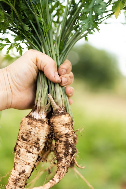 Free photo hand holding a bunch of tasty parsnip