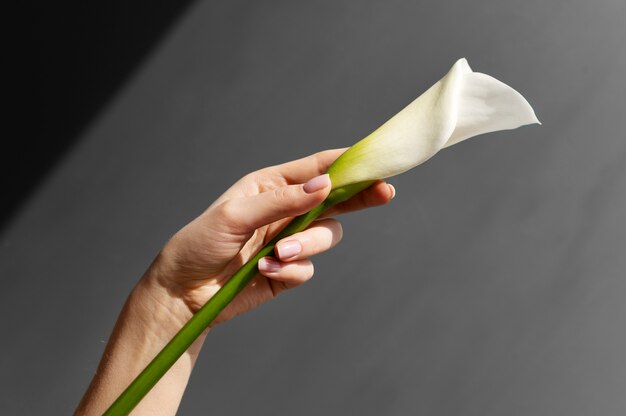 Hand holding elegant flower