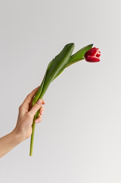 Free photo hand holding elegant flower