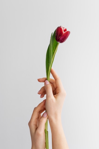 Hand holding elegant flower