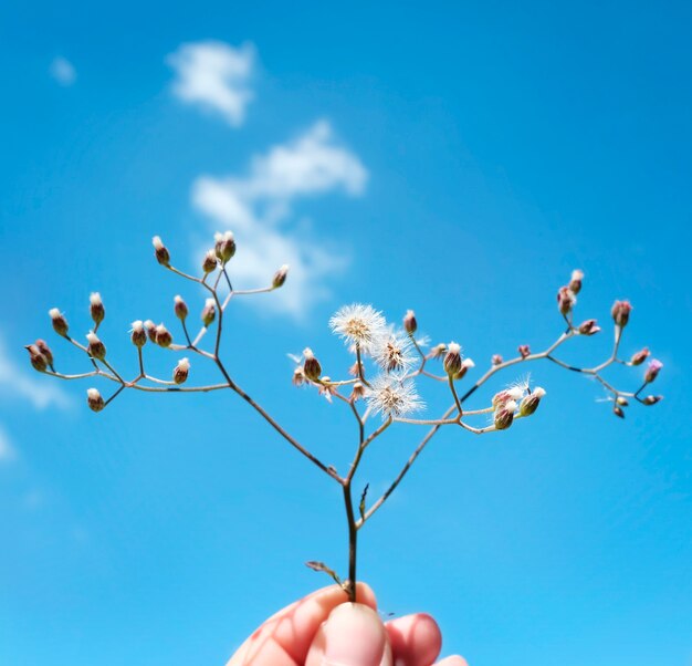 花を摘んでいる自然の回復の概念を手にしている手