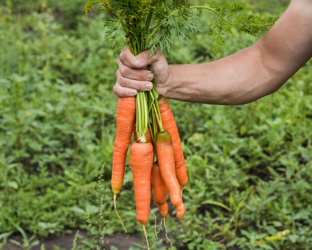 Hand holding fresh carrots from the garden