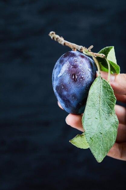 Hand holding a fresh plum on a black background. High quality photo