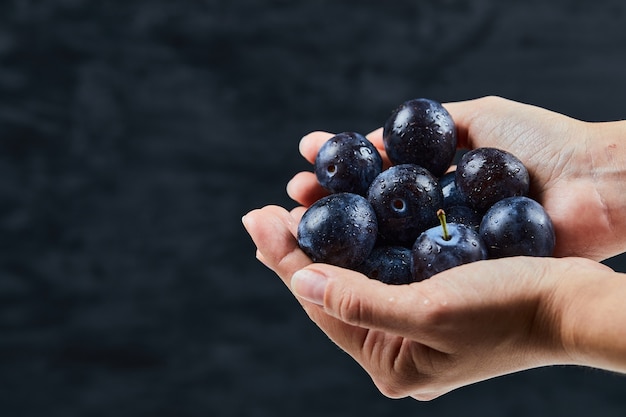 Hand holding fresh plums on dark.