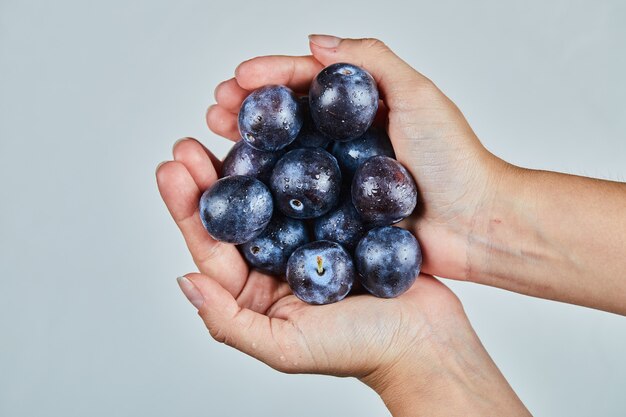 Hand holding fresh plums on gray.