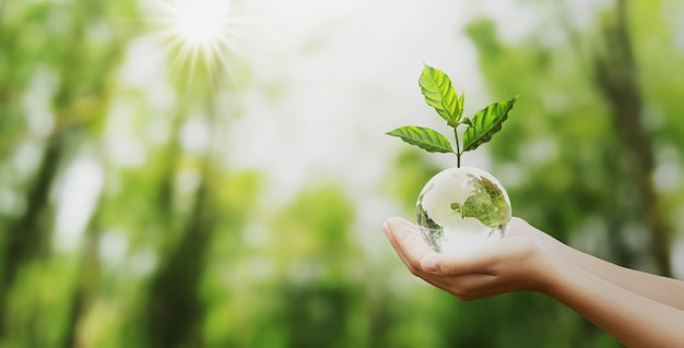 Hand holding glass globe ball with tree growing and green nature blur background