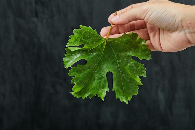 Hand holding a grape leaf on dark background. High quality photo