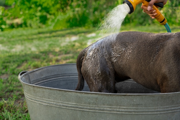 Hand holding hose to wash dog