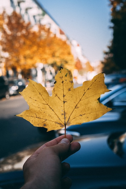 Free photo hand holding a large golden maple leaf