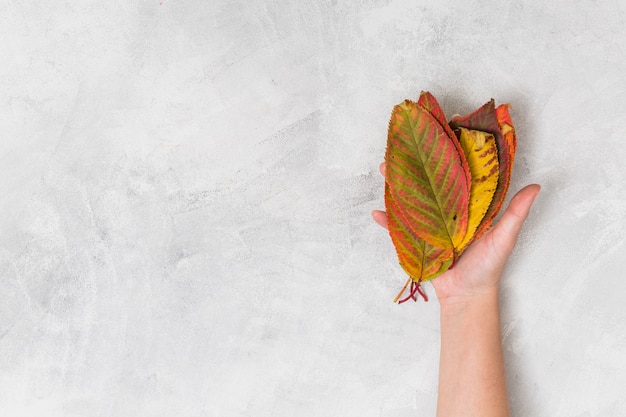 Hand holding leaves