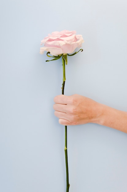 Hand holding lovely rose studio shot