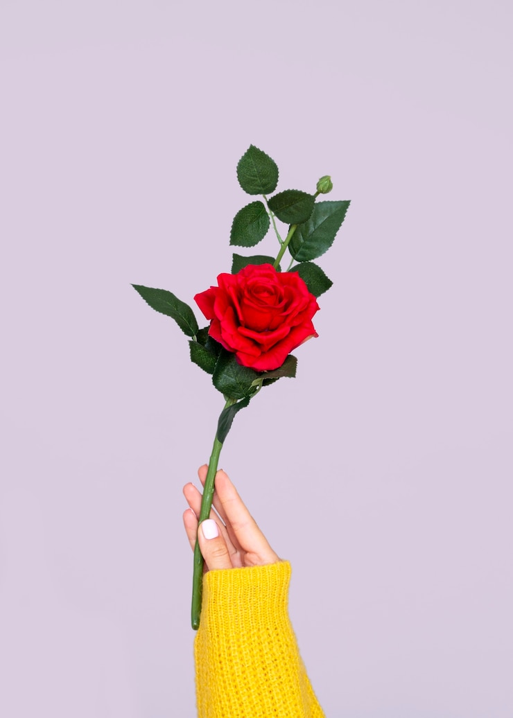 Free Photo hand holding lovely rose
