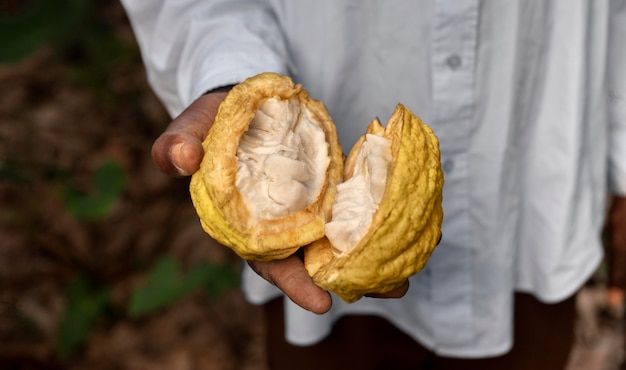 Foto gratuita mano che tiene la frutta aperta da vicino