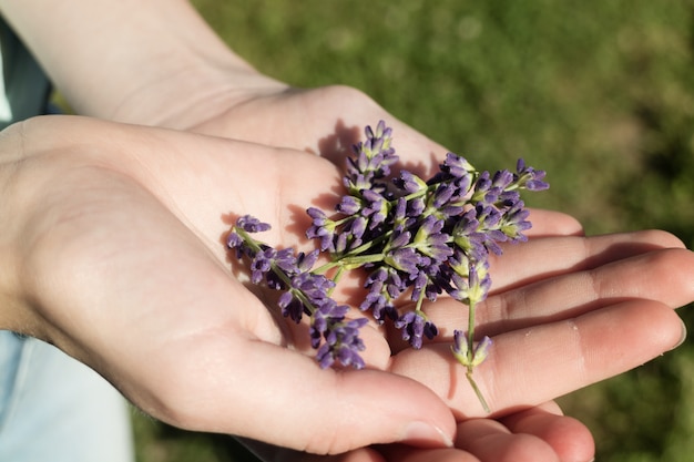 Free photo hand holding purple english lavender flowers