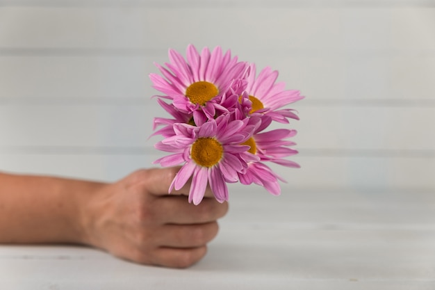 Free photo hand holding purple flowers