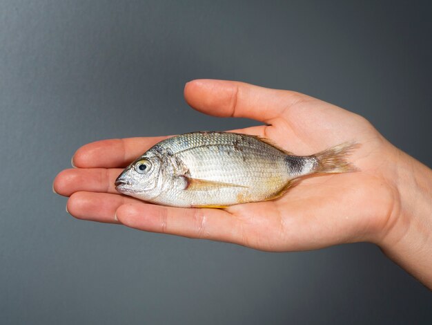 小さな新鮮な魚を持っている手