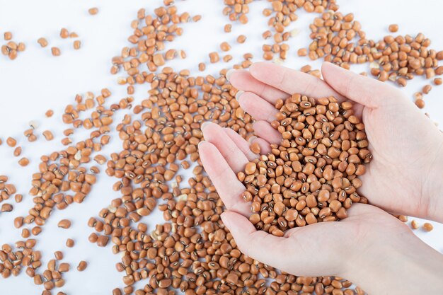 Hand holding unprepared brown beans on white.