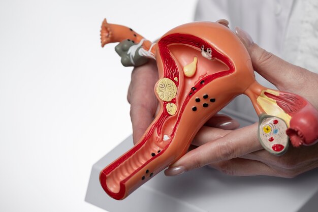 Hand holding uterus and ovary model