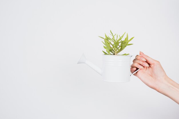 Hand holding watering can with plant