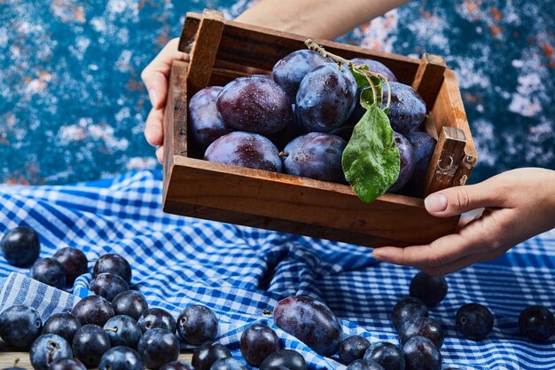 Hand holding wooden basket of garden plums on blue.