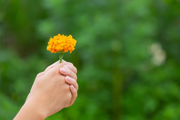 Hand holding yellow beautiful  blooming flowers among of nature