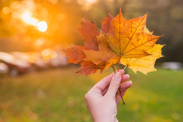 Hand holding yellow maple leaf on autumn yellow sunny background