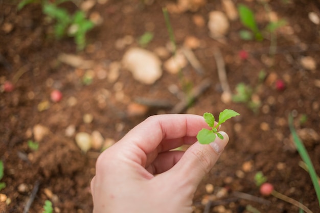 Hand holding a young plant