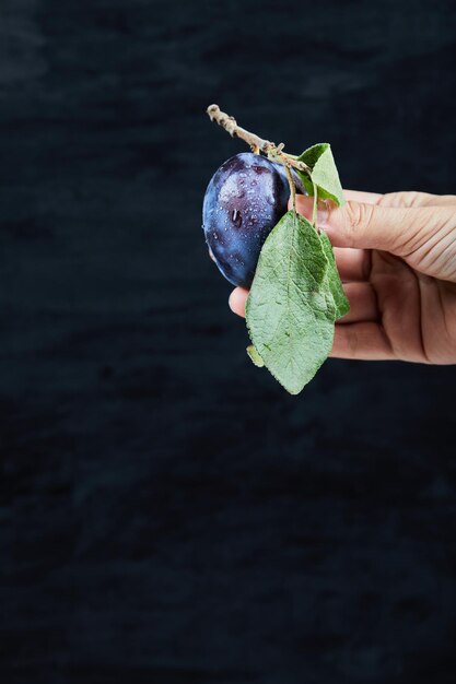 Hand holdong a fresh plum on black.