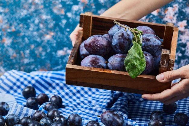 Hand holdong wooden basket of garden plums on blue.