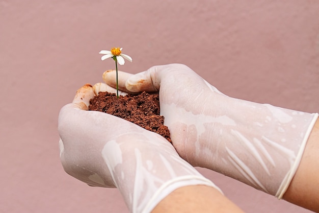 Бесплатное фото Рука человека в пластиковых перчатках держит почву с растущей внутри ромашкой