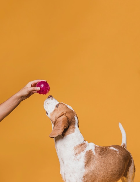 Рука предлагает резиновый мяч собаке