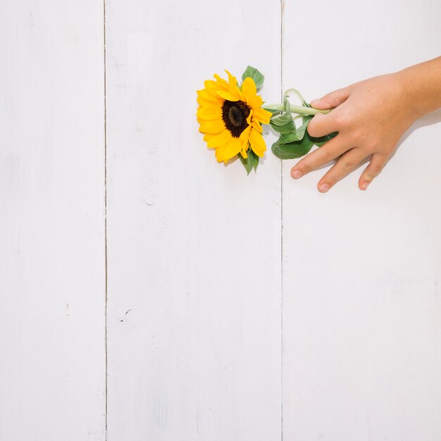 Hand placing sunflower