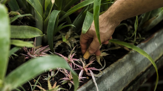 Free photo hand planting