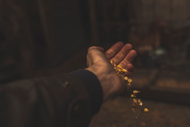 Hand pouring food for birds