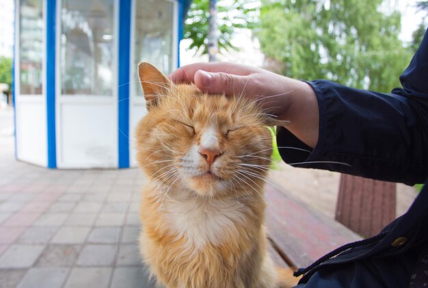 赤毛の猫をなでる手