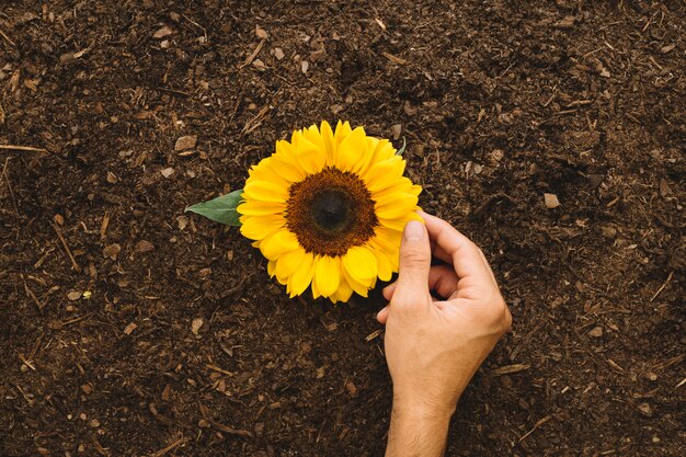 Hand touching sunflower