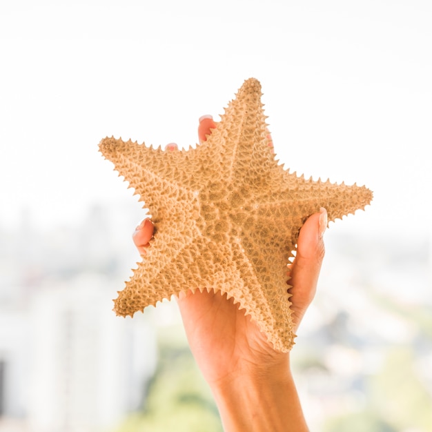 Free photo hand with big starfish