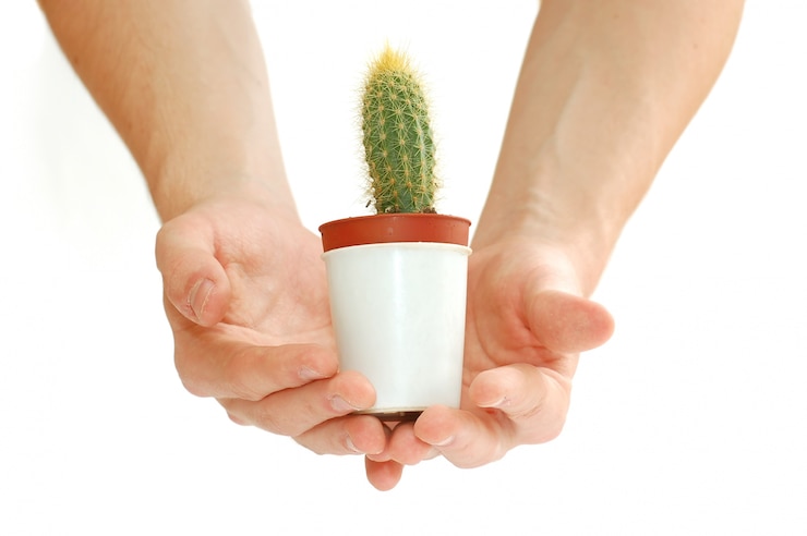 Free Photo hand with a cactus