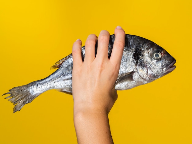 黄色の背景に新鮮な魚と手