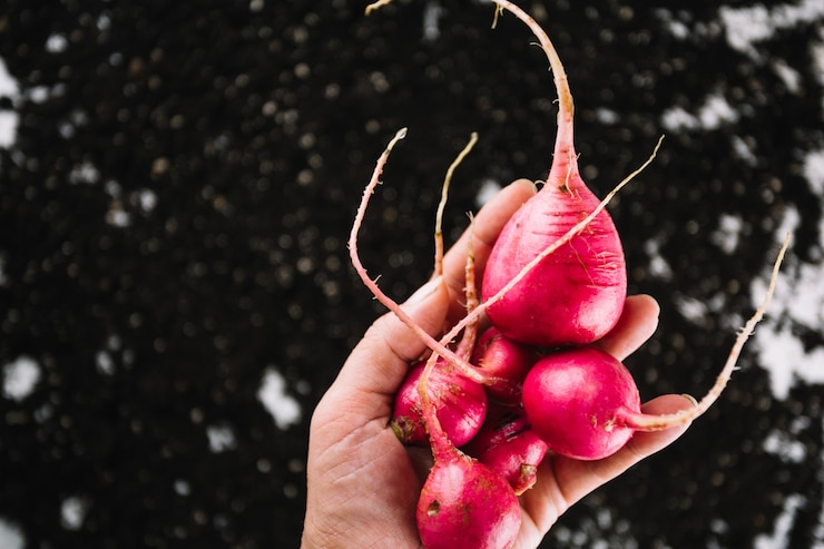 Free Photo hand with radishes