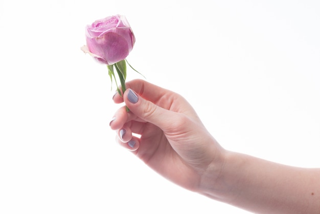 Hand with rose