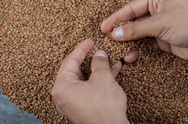 Hands cataloging uncooked buckwheat on gray.