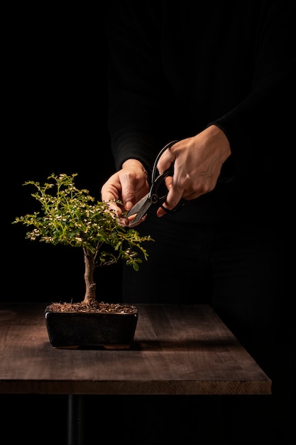 Hands cutting potted plant twig