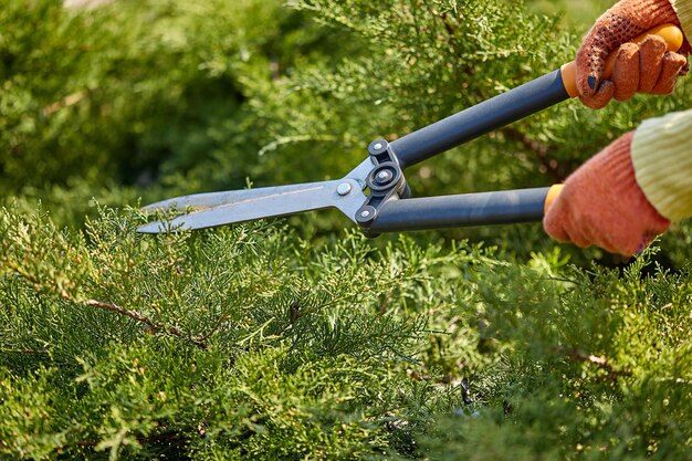 Руки садовника в оранжевых перчатках обрезают заросший зеленый куст с помощью ножниц для живой изгороди на солнечном заднем дворе. Рабочий по благоустройству сада. Крупным планом