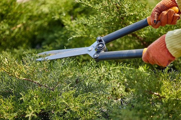 주황색 장갑을 낀 정원사의 손이 햇볕이 잘 드는 뒤뜰에 있는 울타리 가위를 사용하여 무성한 녹색 관목을 다듬고 있습니다. 작업자 조경 정원. 확대